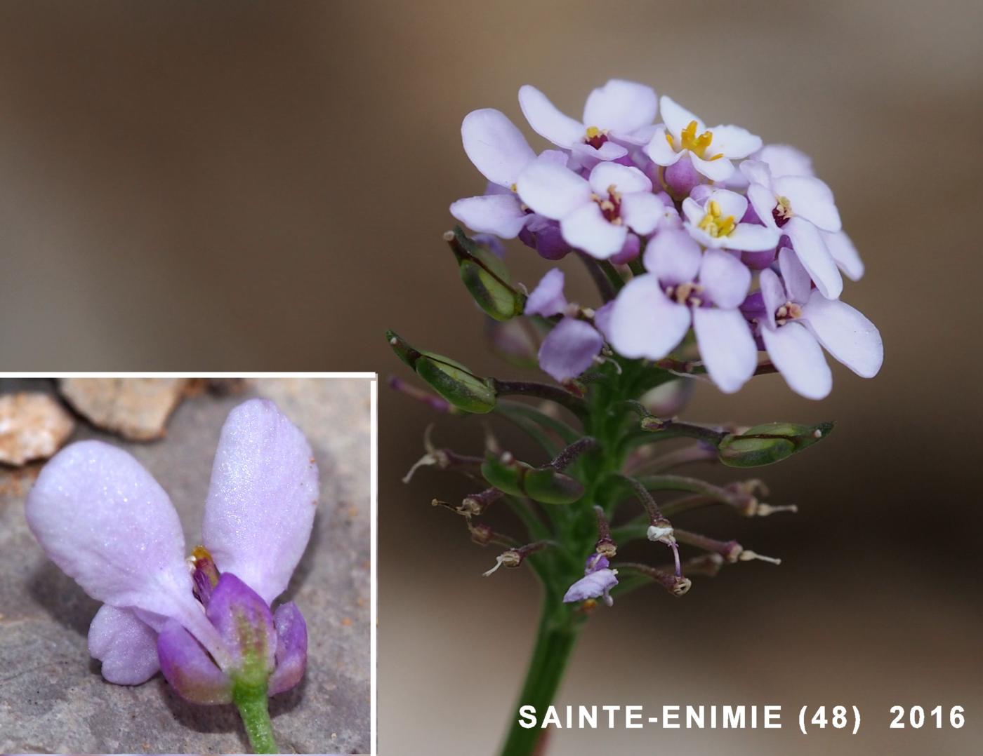 Candytuft, (Prost's) flower